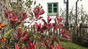 A white cottage with a green window, surrounded by a garden with red-leafed plants.
