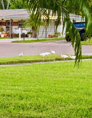 A grassy area with a pathway and a building with a tiled roof in the background. - Tampa River Oasis (Tampa)
