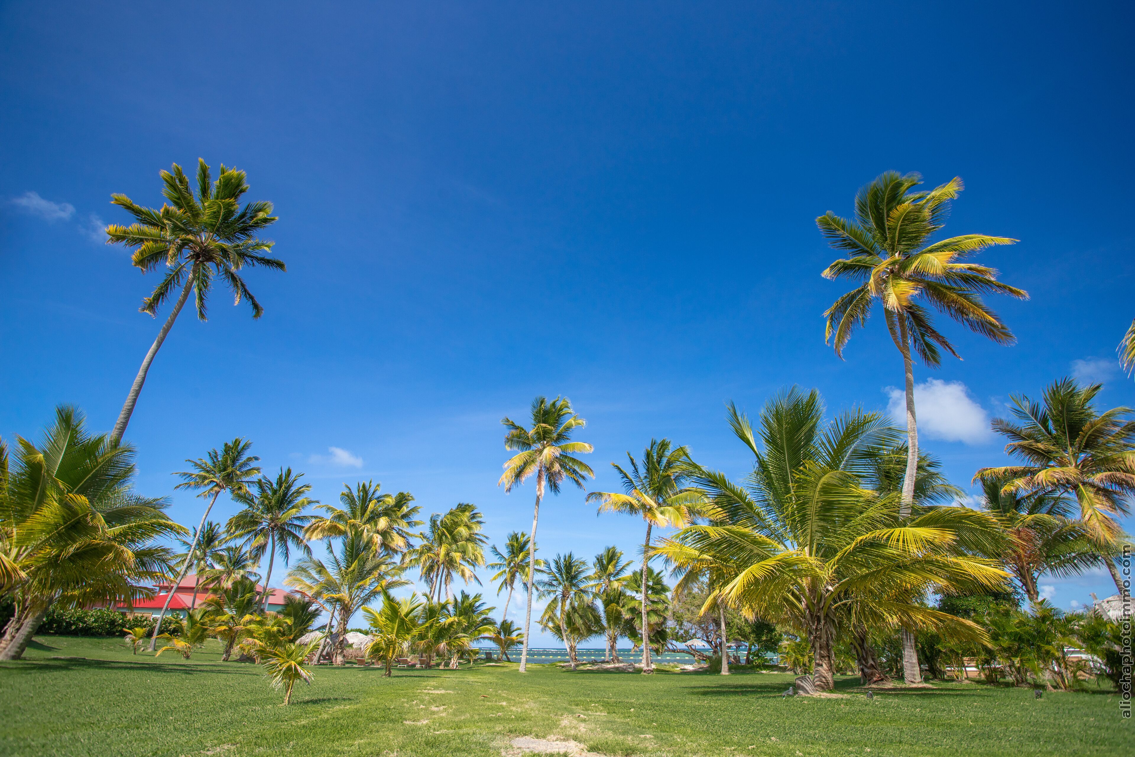 Un paisaje tropical con palmeras y un cielo azul despejado.
