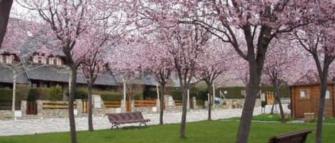 Stroll through the serene park, surrounded by blooming cherry blossom trees and benches for relaxation.