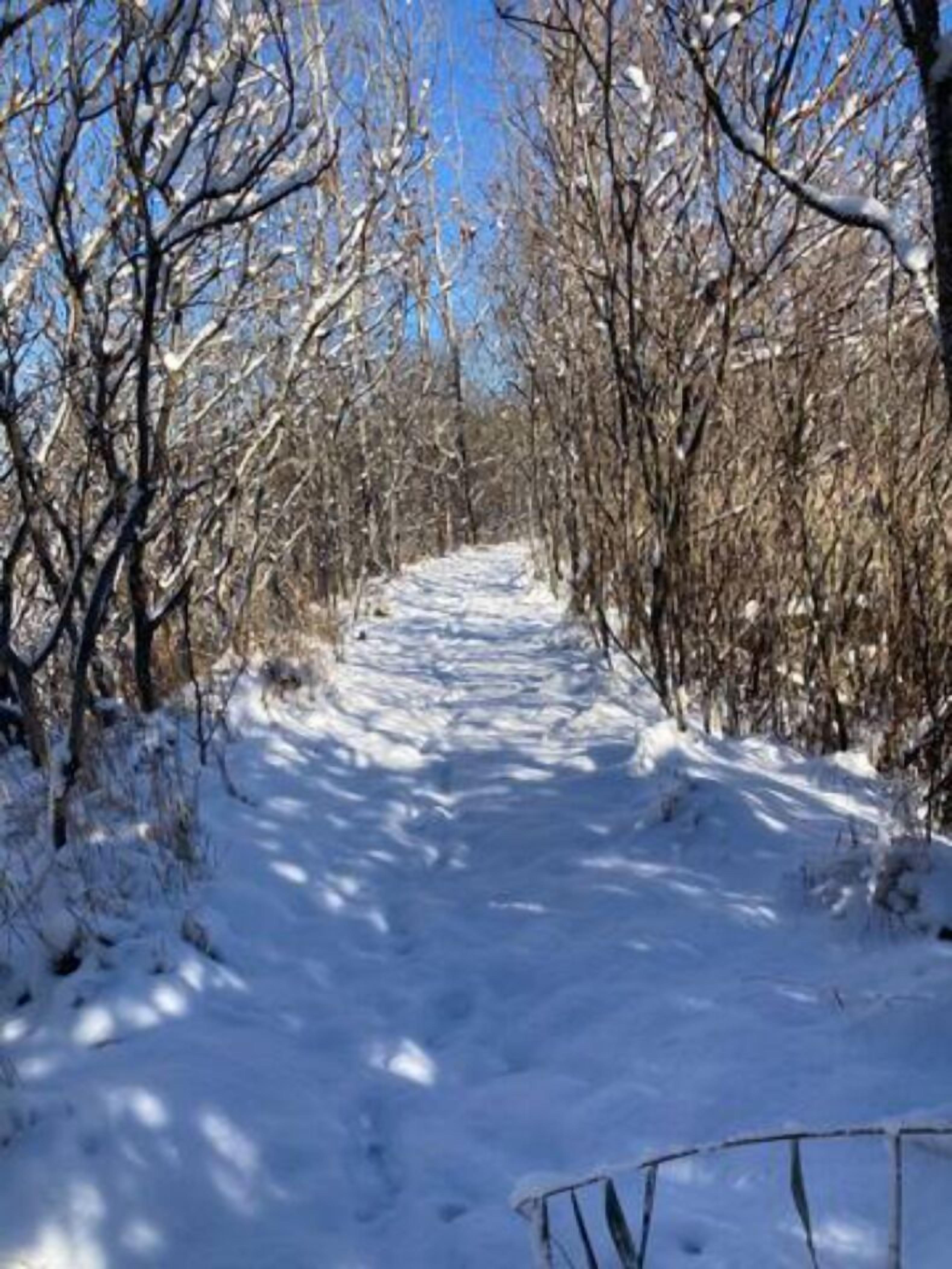 A snow-covered path flanked by leafless trees, leading into a forest.