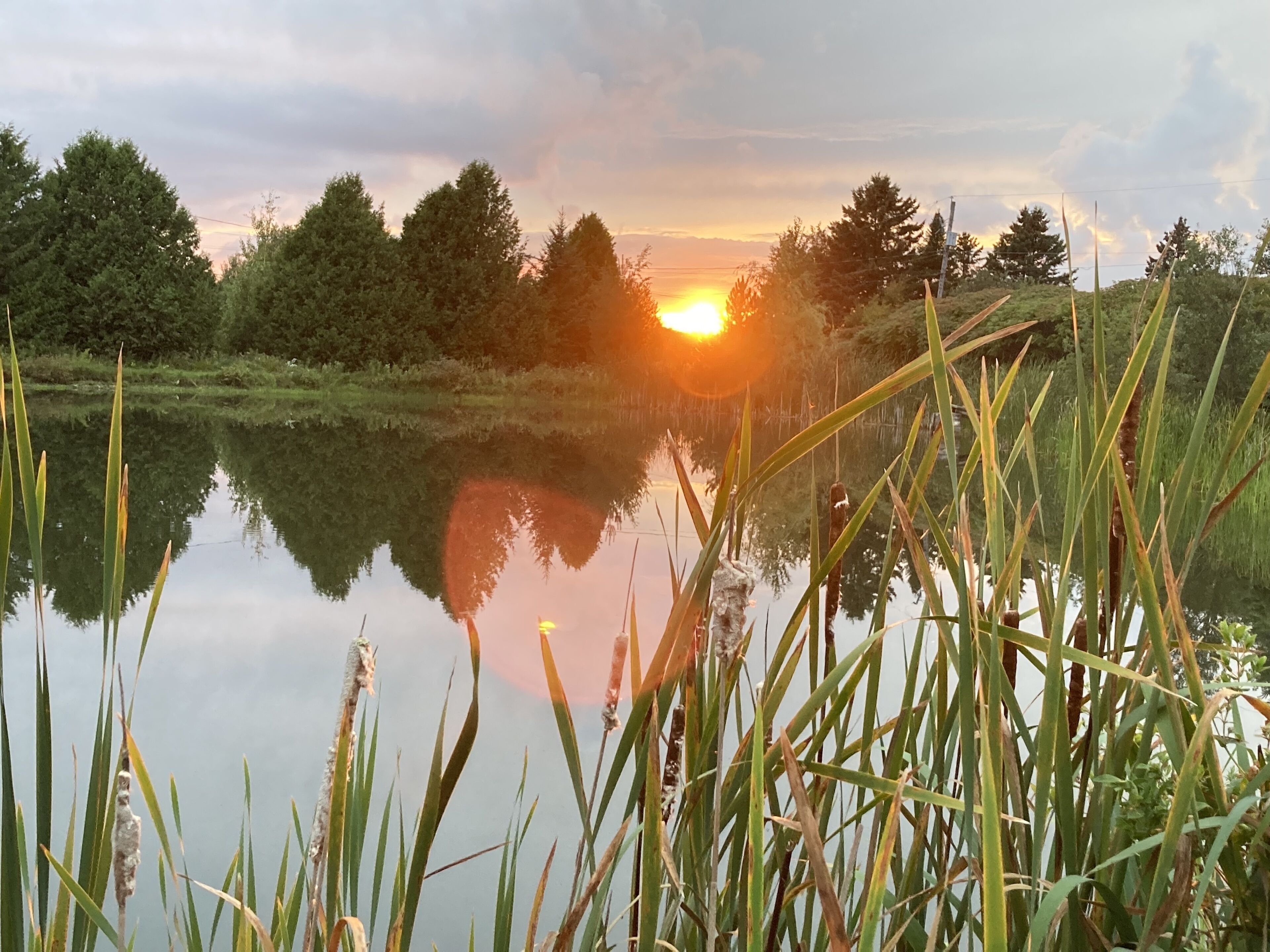 Una tranquilla scena con un lago, il riflesso del tramonto, circondata da erba alta e alberi.