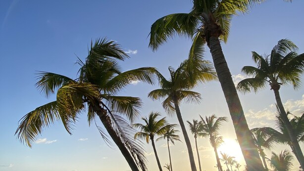 A beach with palm trees and a clear sky. - Villa Ti Ma-El, F2 quiet sea view Sainte-Anne   (sainte anne)