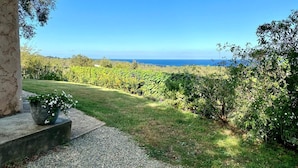En vingård med fri utsikt över havet.
