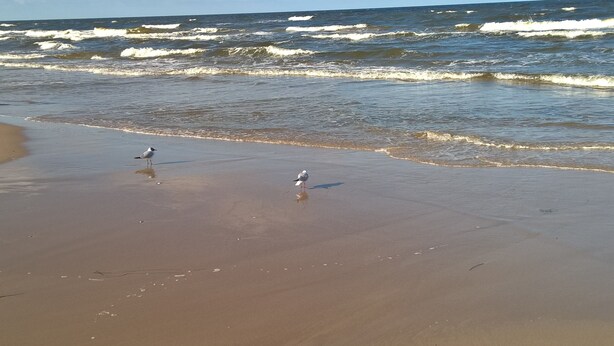 Une plage avec des vagues et deux oiseaux sur le sable.