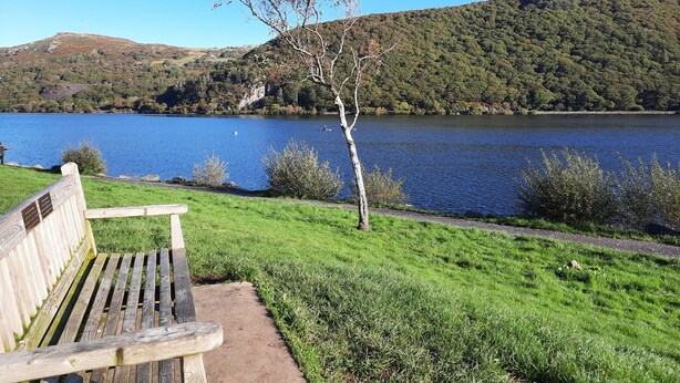 Un banco de madera junto a un lago, con una zona verde y un árbol en primer plano.