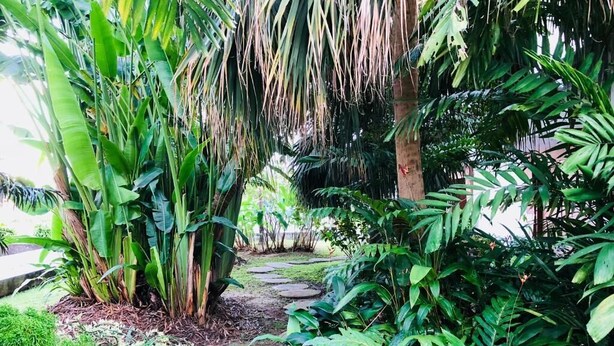 Un jardín con un sendero de piedra rodeado de abundante vegetación y palmeras.