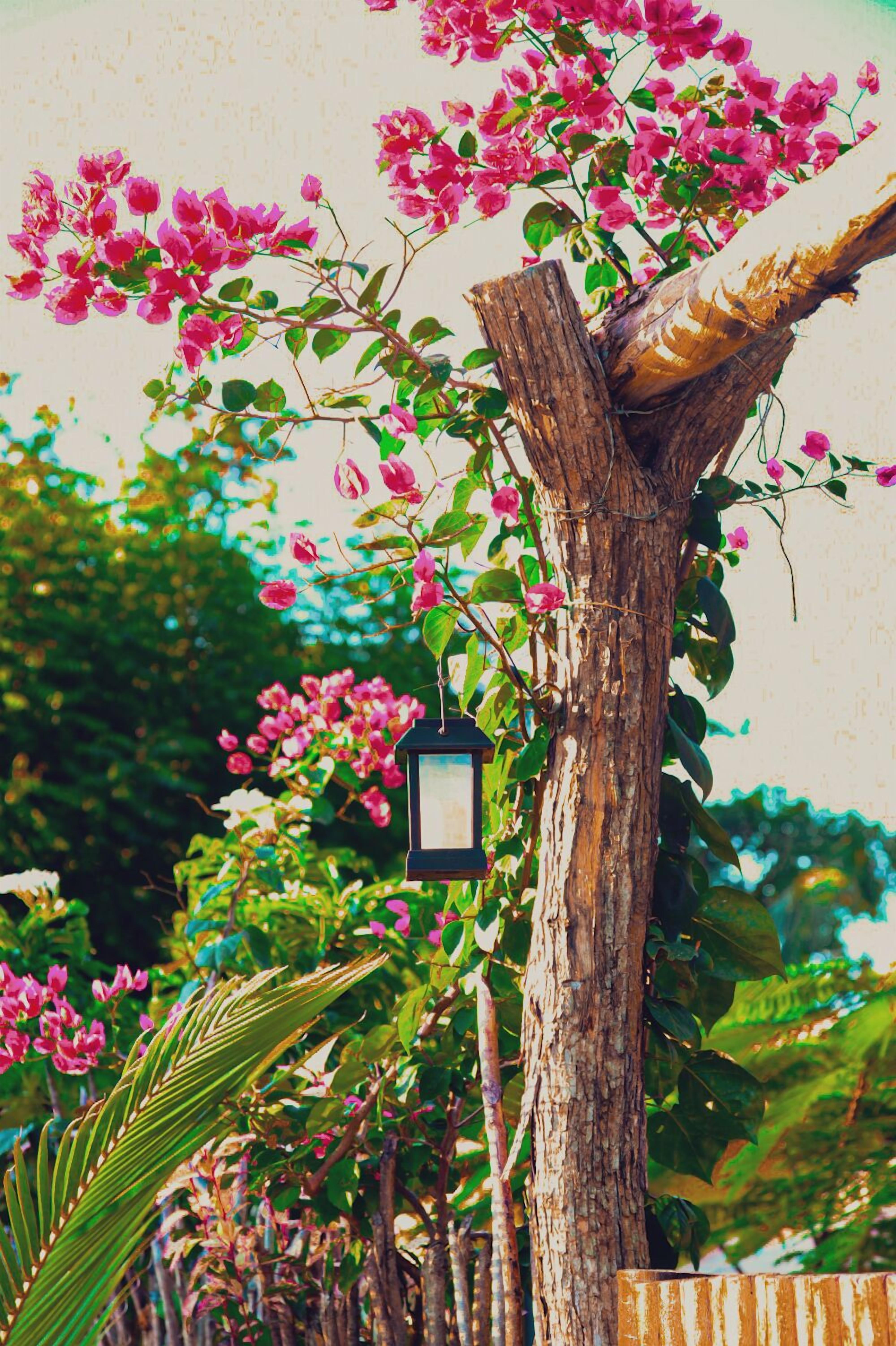 A tree with pink flowers and a lantern hanging from it.