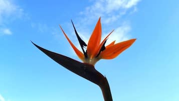 Flor de ave del paraíso contra un cielo azul claro.