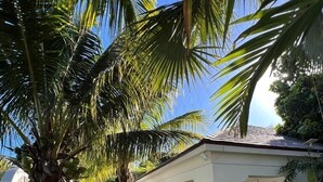 A white house with a covered patio, surrounded by palm trees and potted plants.