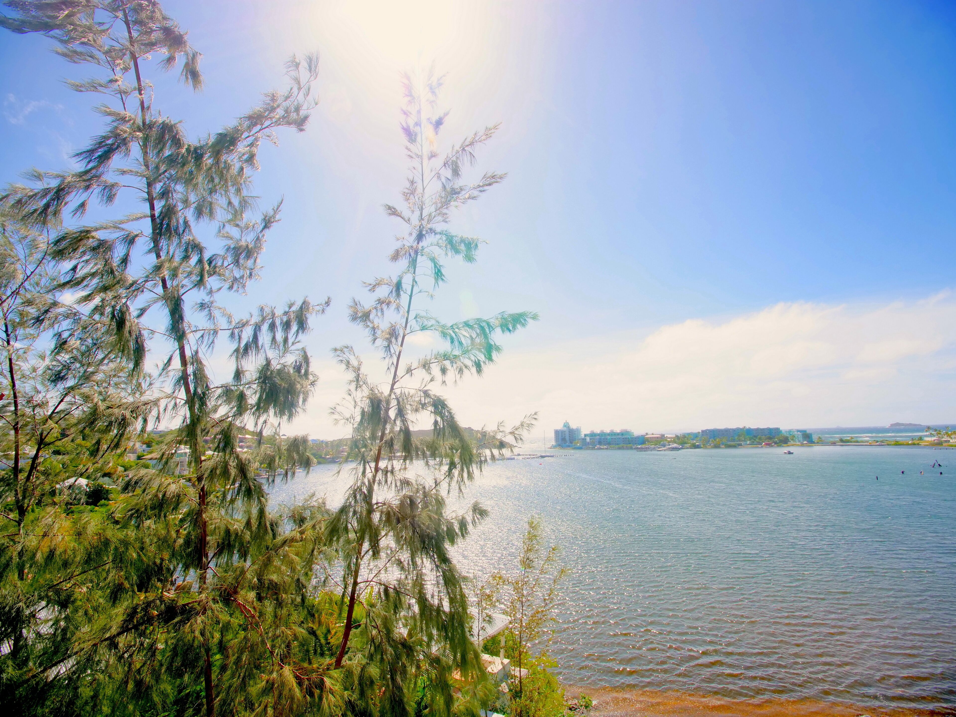 A waterfront view with trees and a calm body of water.