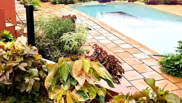 A swimming pool surrounded by a garden with various plants and a thatched-roof structure.