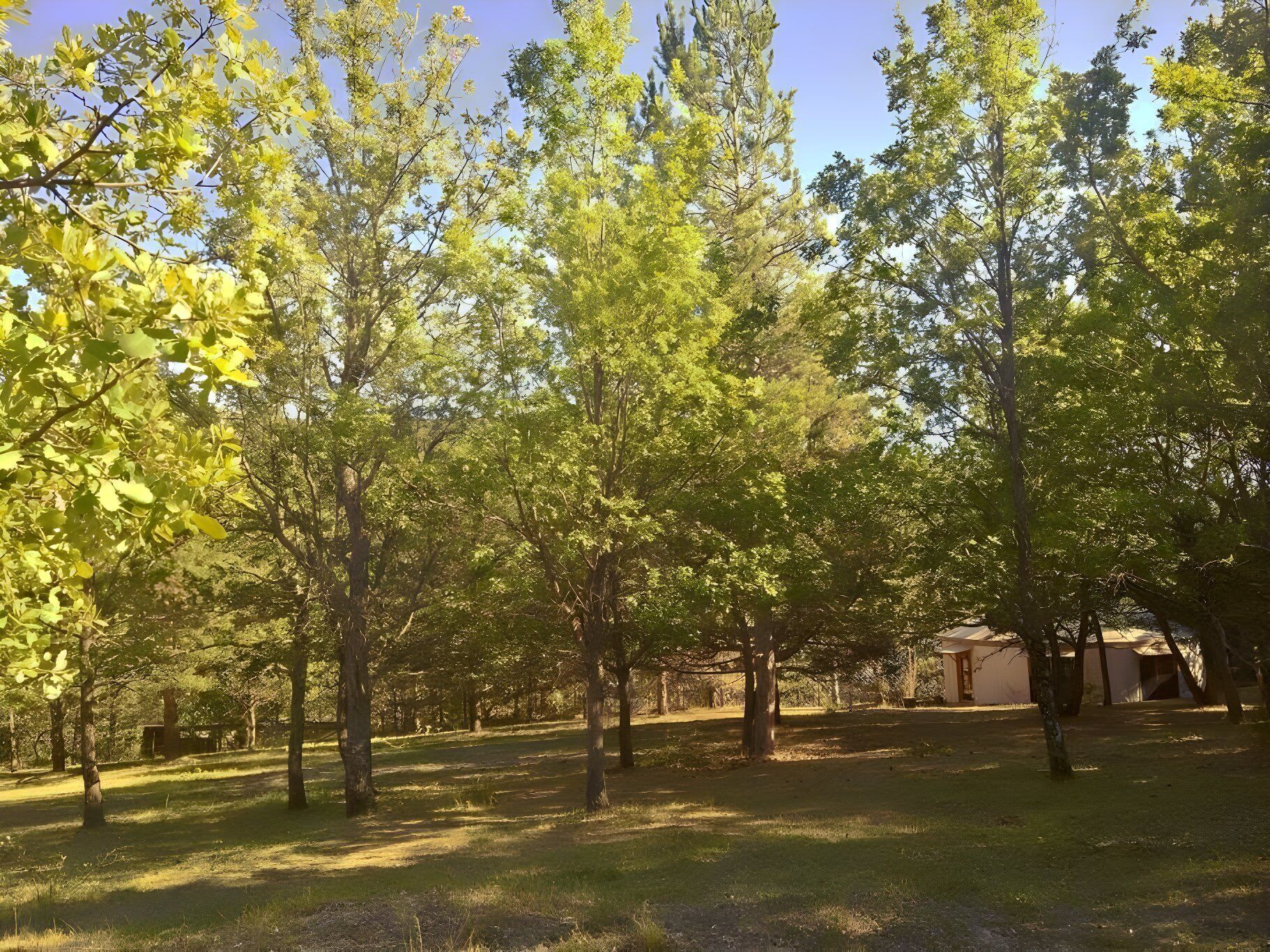 A wooded area with trees and a building in the background.