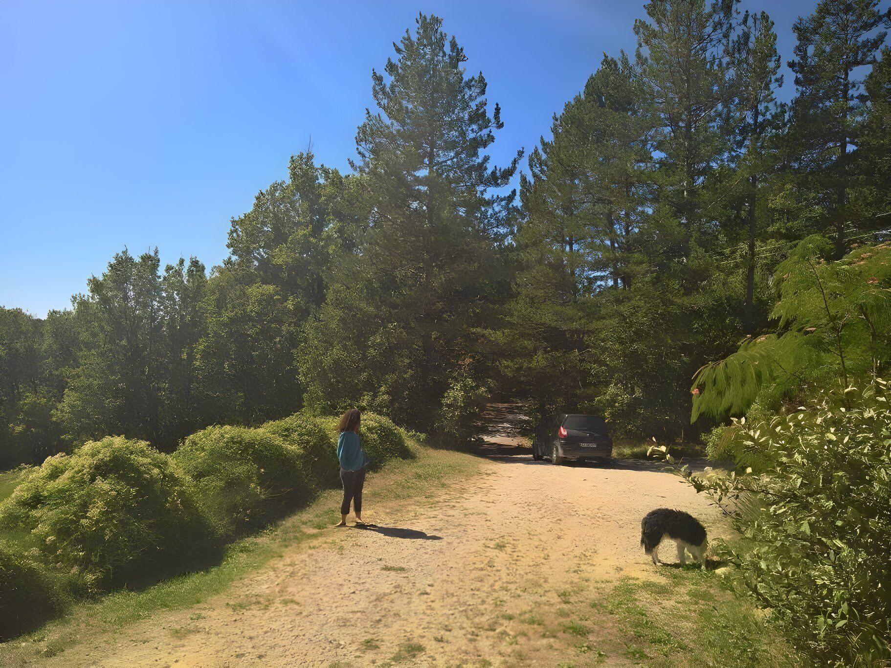 Un sendero de tierra en un área boscosa con árboles y arbustos frondosos.