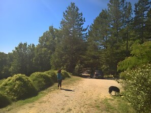 Un sentier de terre serpente à travers une zone boisée, où les arbres et les buissons sont nombreux et denses.