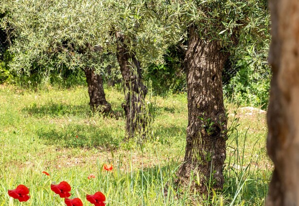 Olive trees in a field with a clear sky.