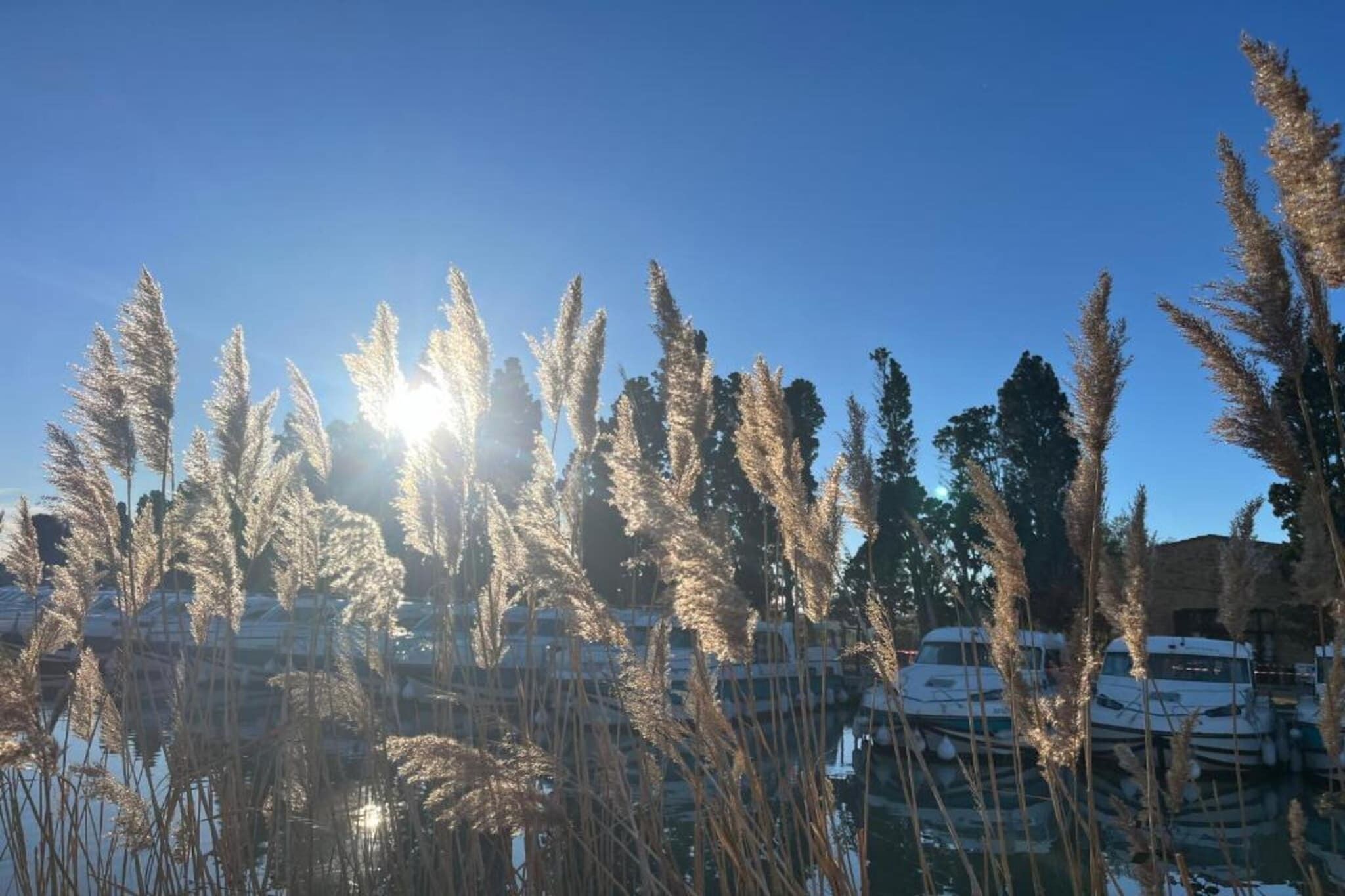Een jachthaven met aangemeerde boten, omgeven door hoge grassen en bomen, onder een heldere lucht.