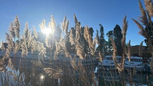 Ein Yachthafen mit vertäuten Booten, umgeben von hohem Gras und Bäumen unter blauem Himmel.