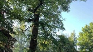 Un sentier mène à une zone délimitée par une clôture, où se trouvent un banc en bois et un mur en briques.