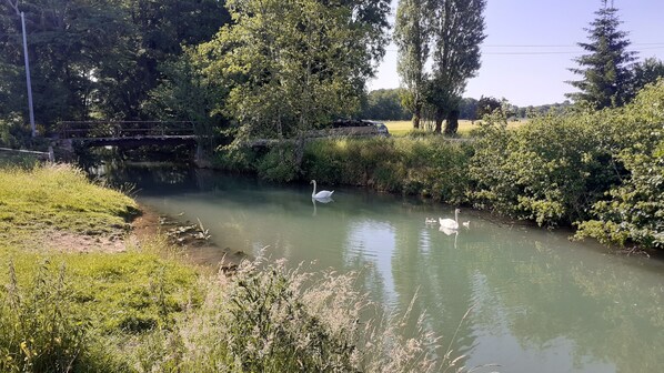 A calm river with a swan and its cygnets, surrounded by lush greenery and a bridge in the background.