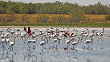 Un groupe de flamants roses dans une eau peu profonde, avec une forêt en arrière-plan.