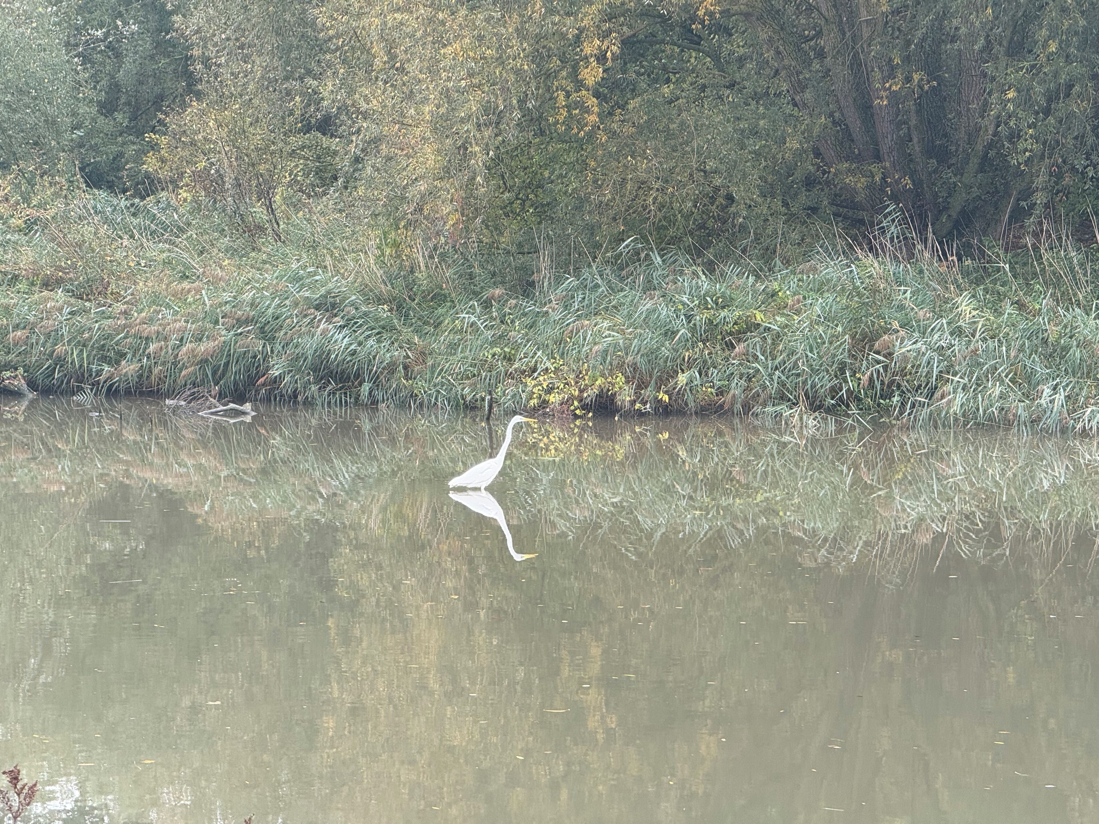 A calm water body with a white bird, possibly a heron, standing in the middle.