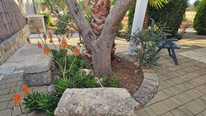 Un jardin avec un arbre, des rochers et des cactus.