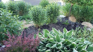 A garden with various plants and a house in the background.
