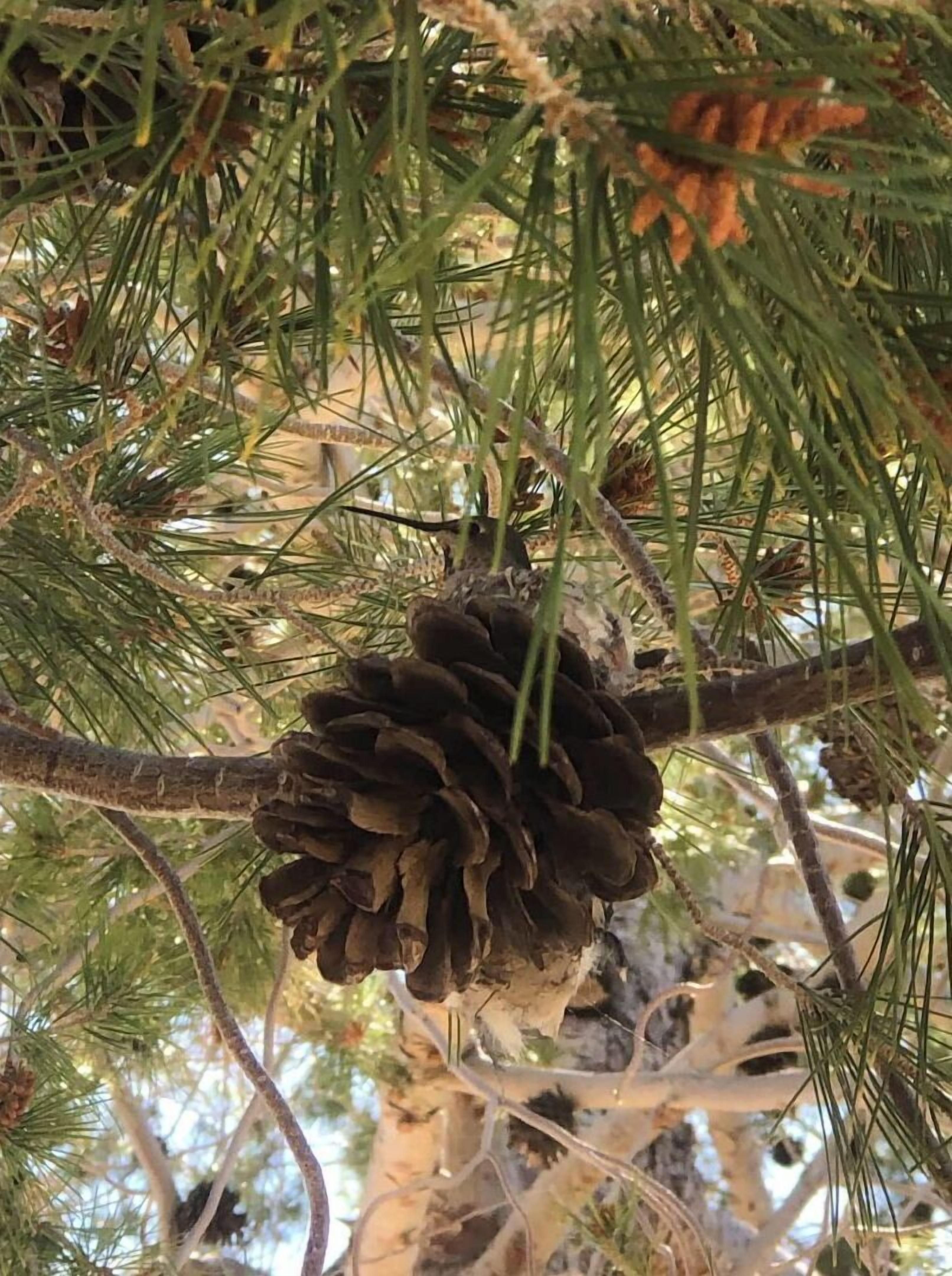 منوع