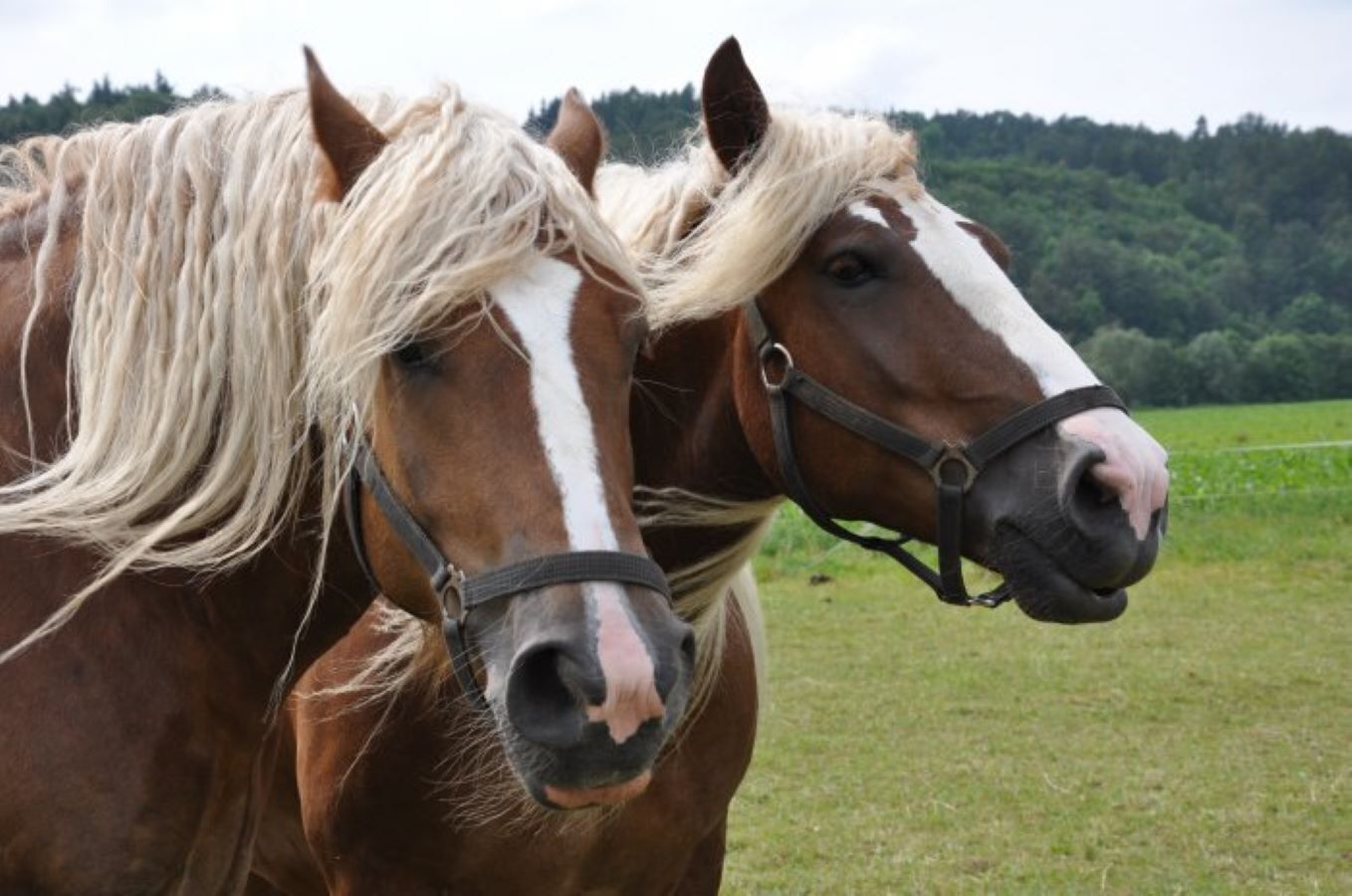 Dos caballos con detalles blancos en el rostro y cuerpos marrones, de pie en un campo cubierto de hierba con árboles al fondo.