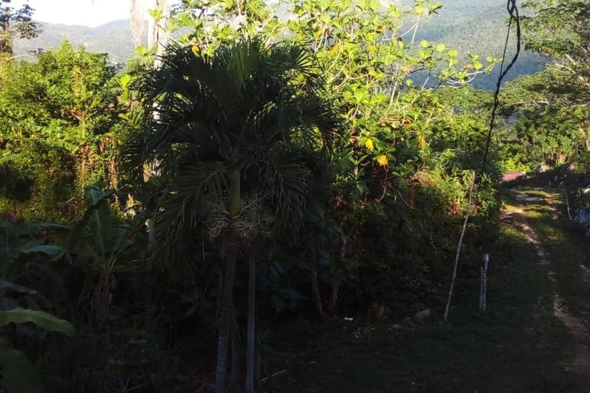 A lush garden with a variety of tropical plants and a palm tree in the center.