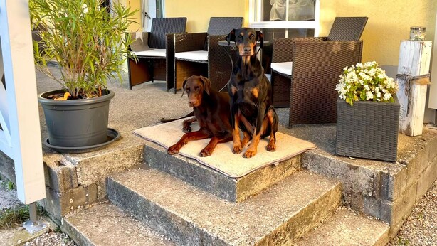 Un chien est assis sur un tapis devant un bâtiment, près de meubles en osier et d’une plante en pot.