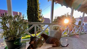 Un chien est allongé sur un tapis, à l’abri sous une zone couverte, avec un pot de fleurs à proximité.