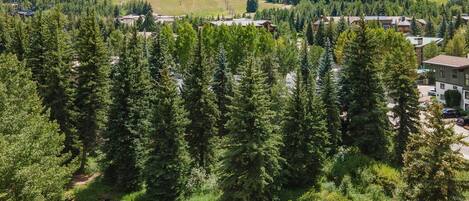 A mountainous area with dense coniferous forest, a small settlement with buildings, and a visible ski lift.