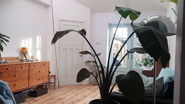 Une pièce avec un plancher en bois, une grande plante en pot, une commode en bois et une lucarne au plafond.