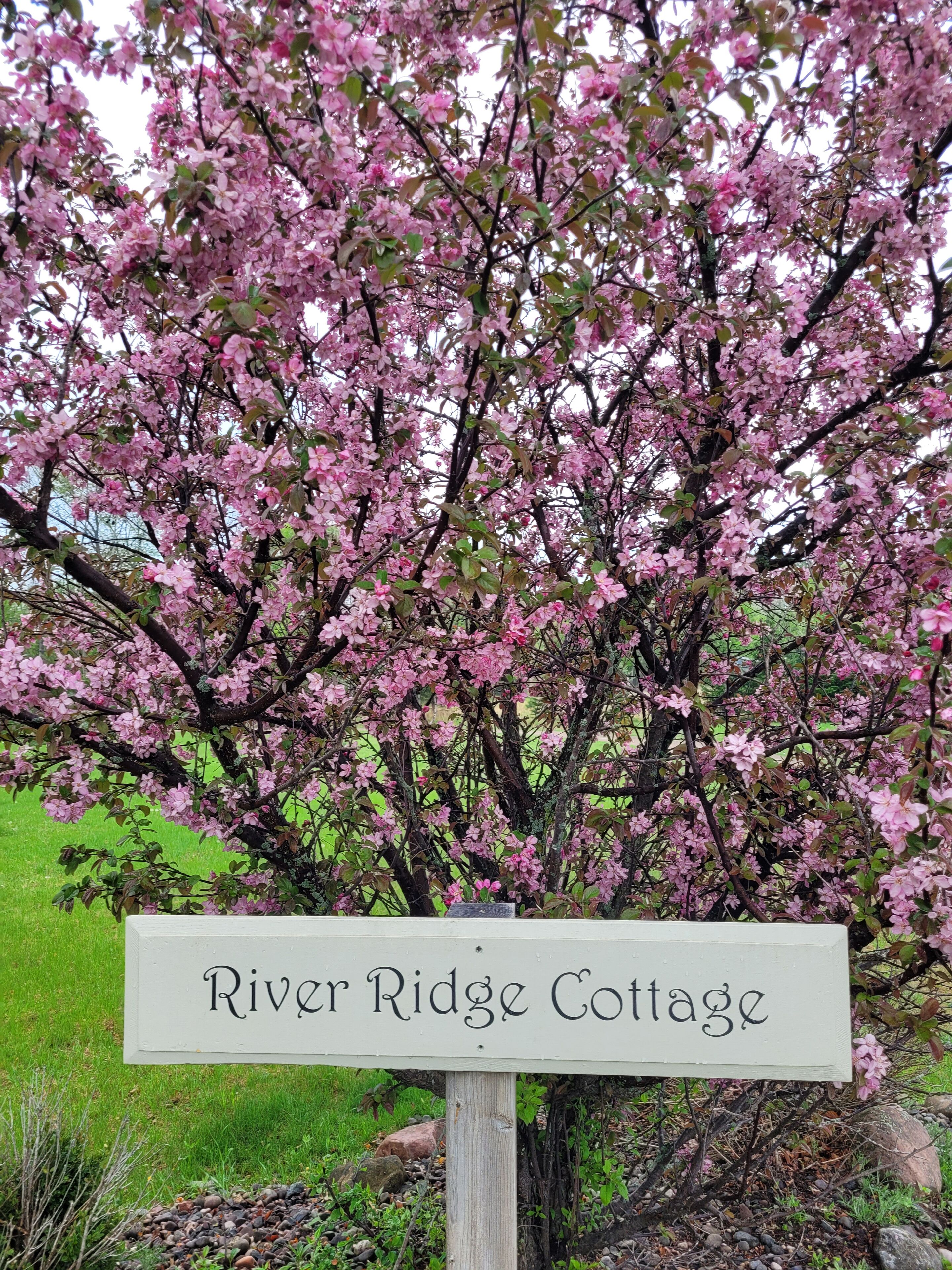 A sign for River Ridge Cottage with a backdrop of pink flowering trees.