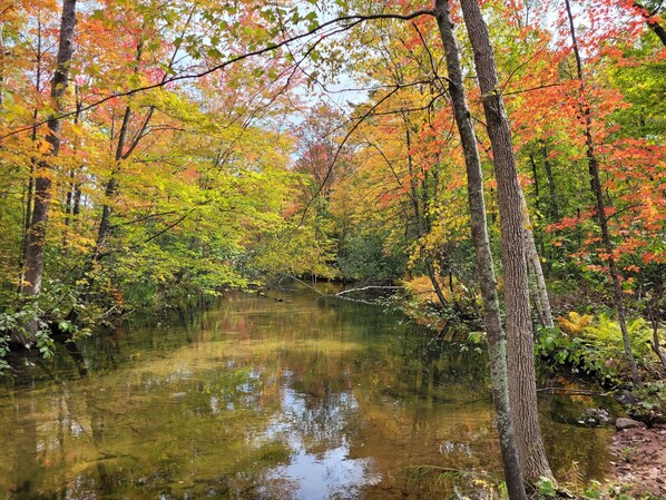 Escena serena de un bosque con un río tranquilo que refleja los árboles circundantes.