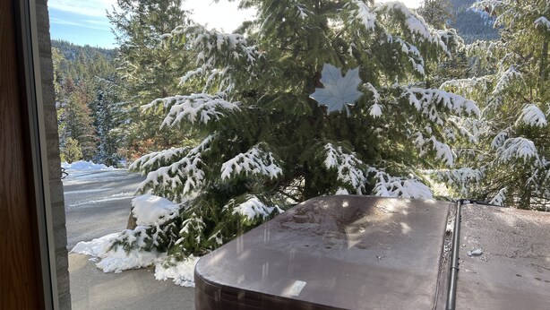 A view from a window with a snow-covered tree outside.