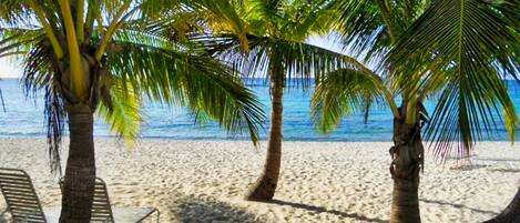 Una playa con palmeras y una vista despejada del océano.