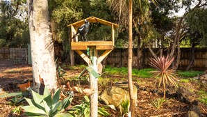 A wooden birdhouse on a tree in a garden with various plants and a fence in the background. - Golfside Getaway by Ready Set Stay - Neat bungalow,WIFI,linen & towels included (Rosebud)