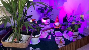 Um jardim interno decorativo com várias plantas em vasos e enfeites de jardim.