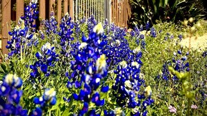 En trækonstruktion med en metalport, omgivet af et blomsterbed med blå blomster.
