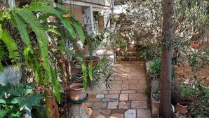 Un sendero de piedra que atraviesa un exuberante jardín con diversas plantas en macetas y árboles.