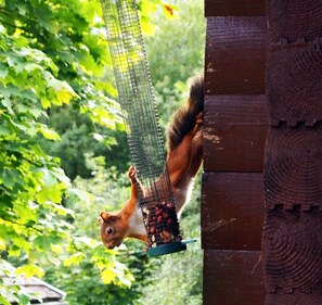 مرفق اللياقة البدنية