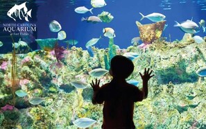 A child observing fish in an aquarium at North Carolina Aquarium at Fort Fisher. - Clam Shack - Oceanview and waterway view townhome, elevator, pool! (Carolina Beach)