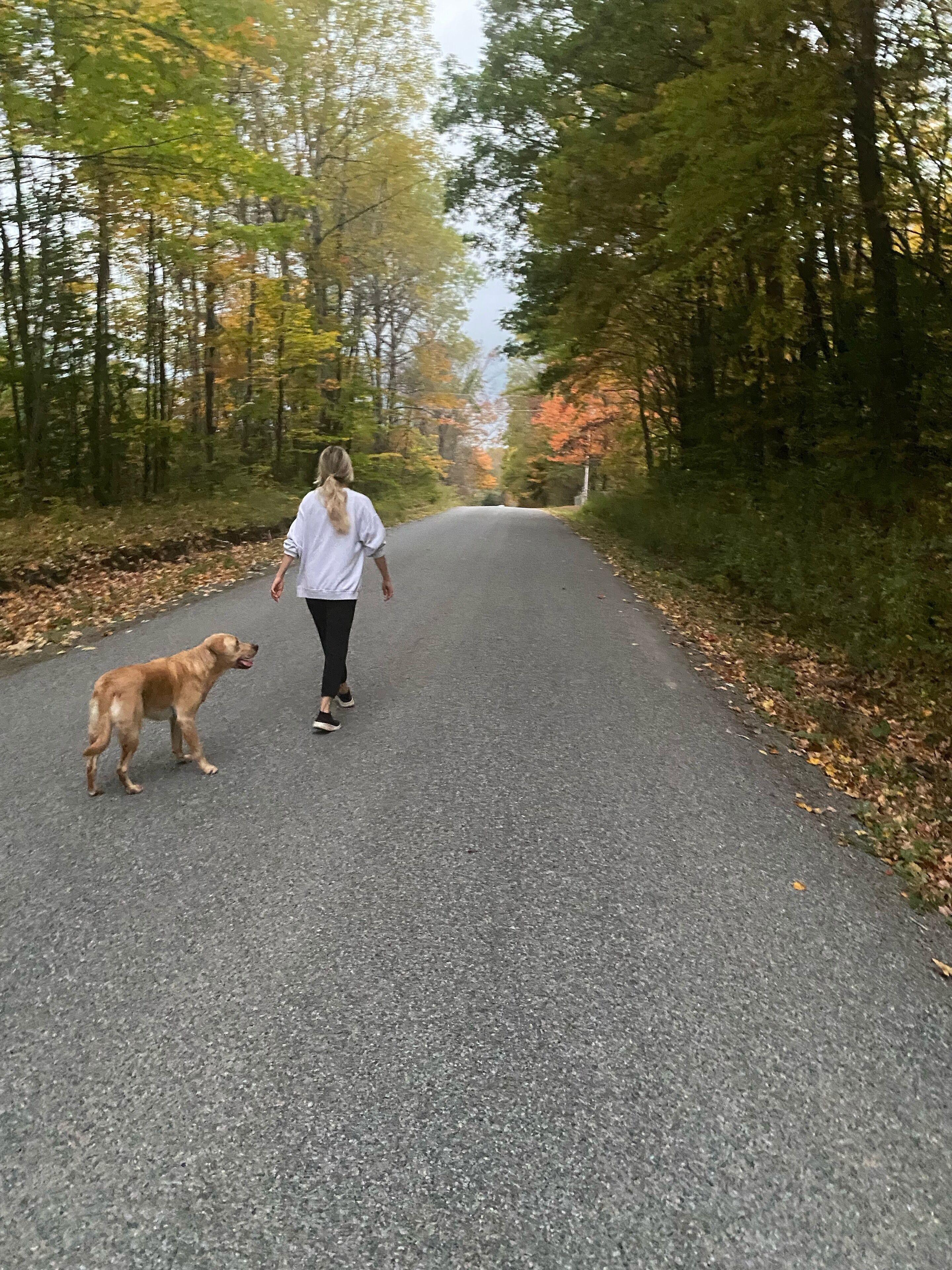 Een verharde weg langs een rij bomen met herfstkleuren.