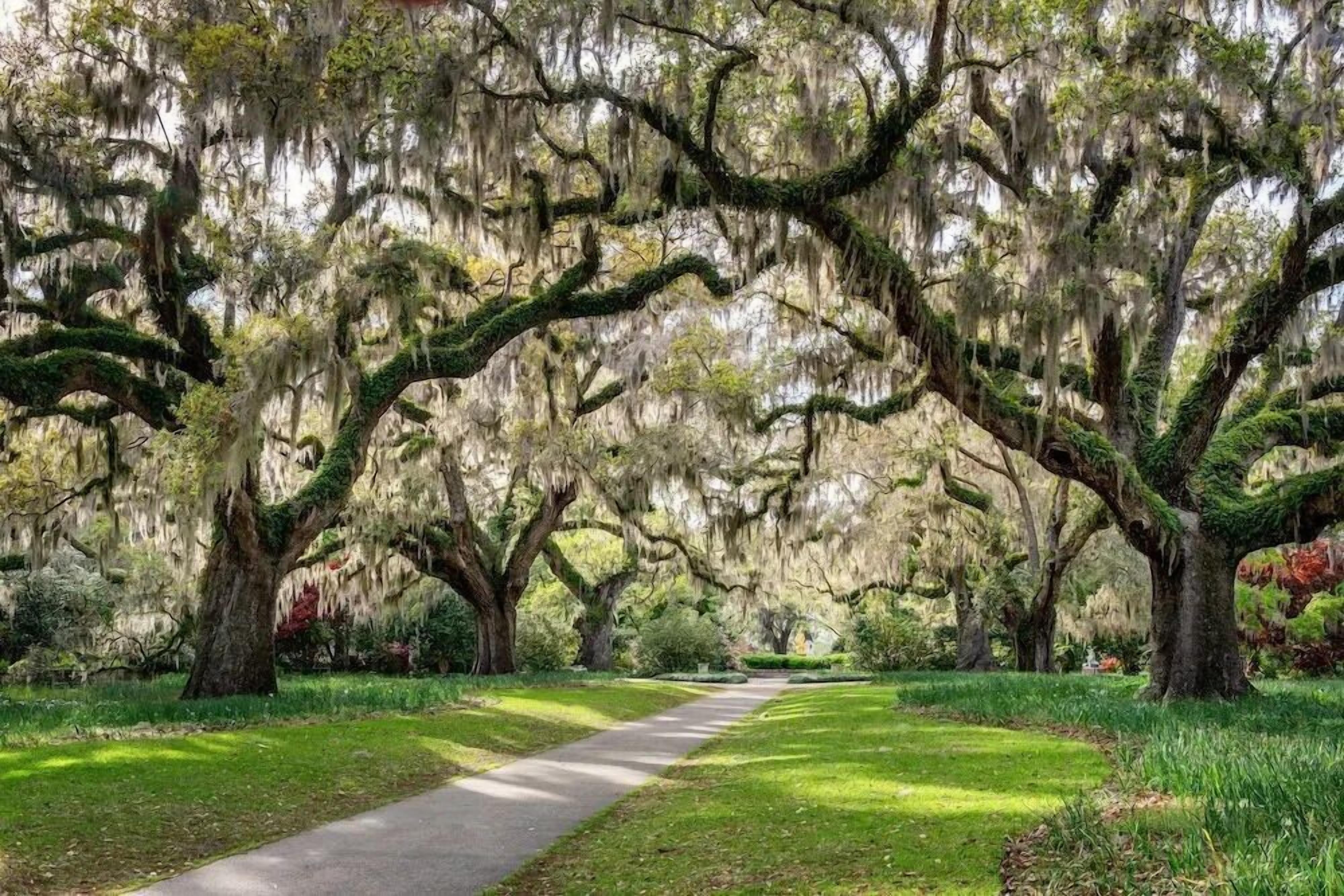 A pathway flanked by large trees with Spanish moss, surrounded by lush greenery.