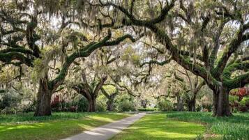 A pathway flanked by large trees with Spanish moss, surrounded by lush greenery.