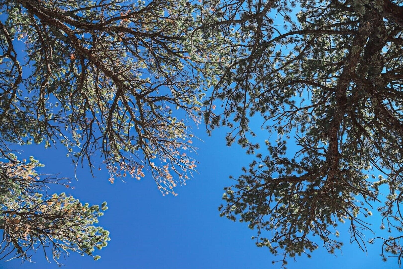 Se ven claramente las ramas de los árboles contra un cielo azul.