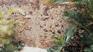 Terreno rocoso con vegetación escasa, incluyendo hojas de palmera.